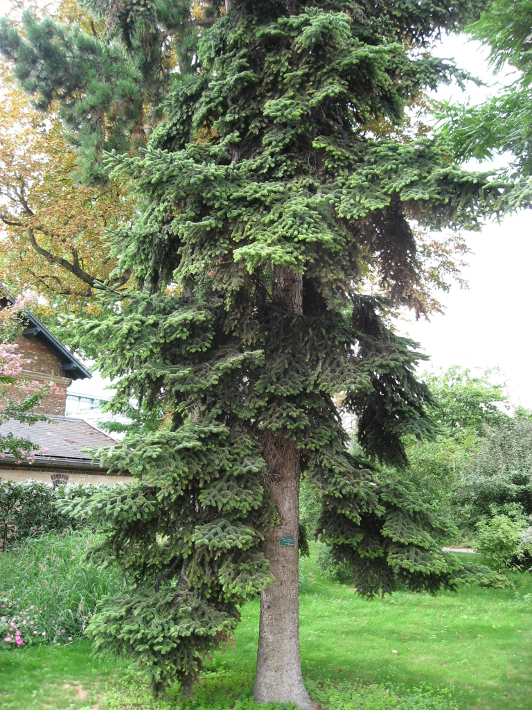 Abies numidica