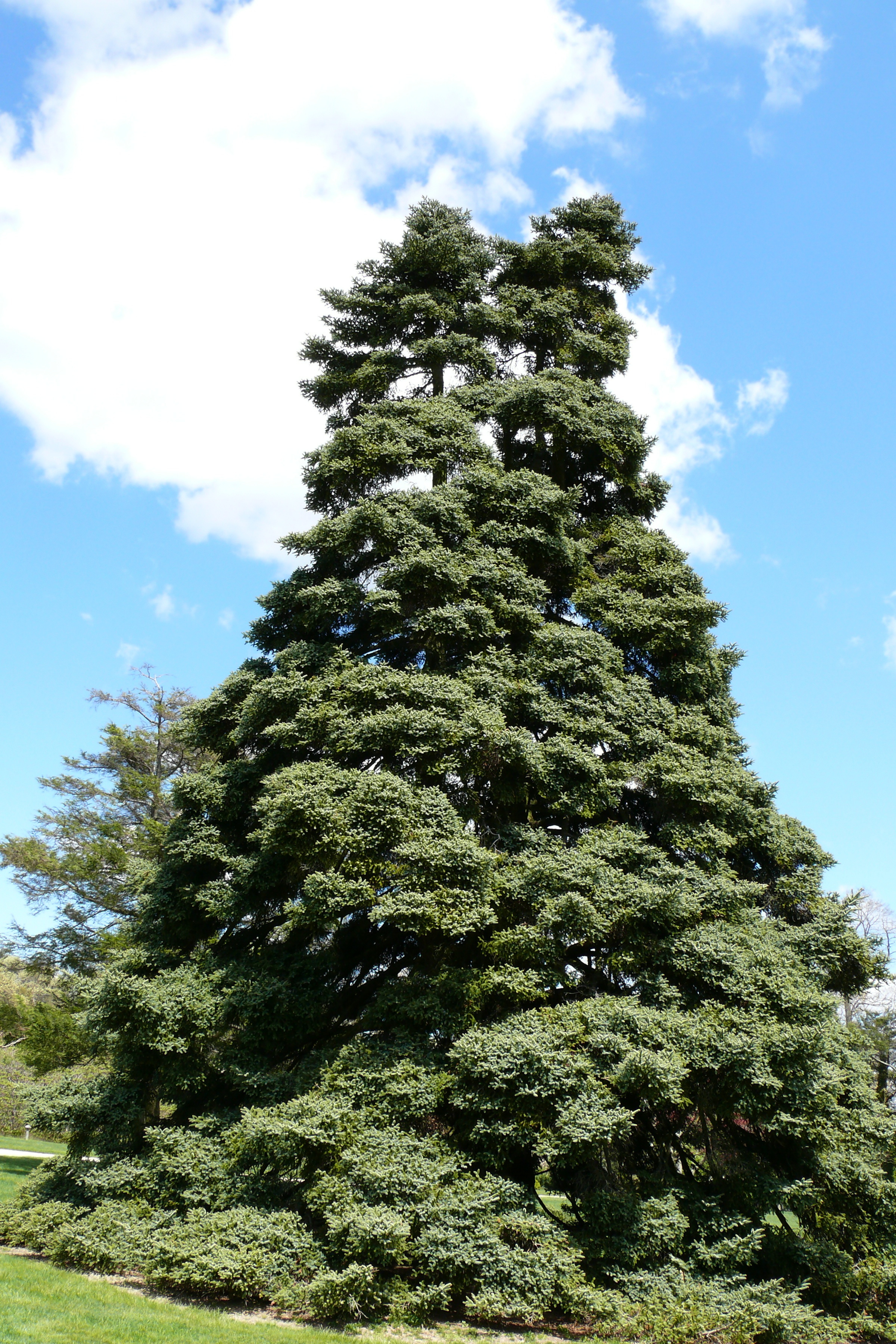 Abies numidica