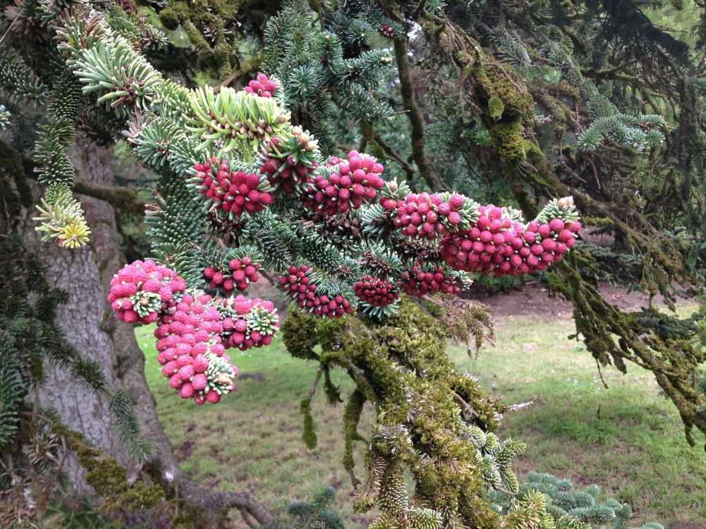 Abies numidica