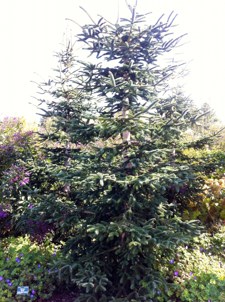 Abies numidica