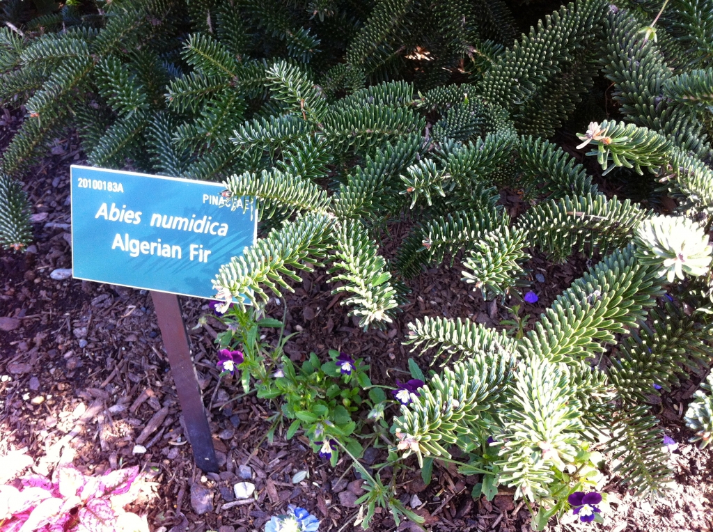 Abies numidica