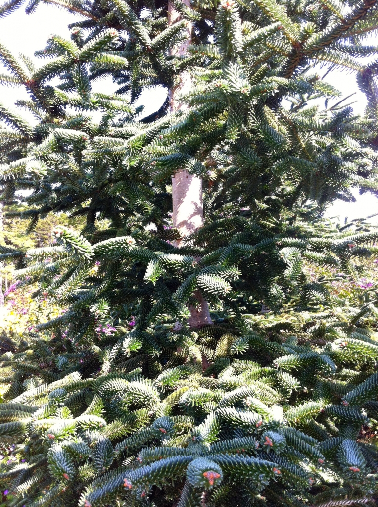 Abies numidica