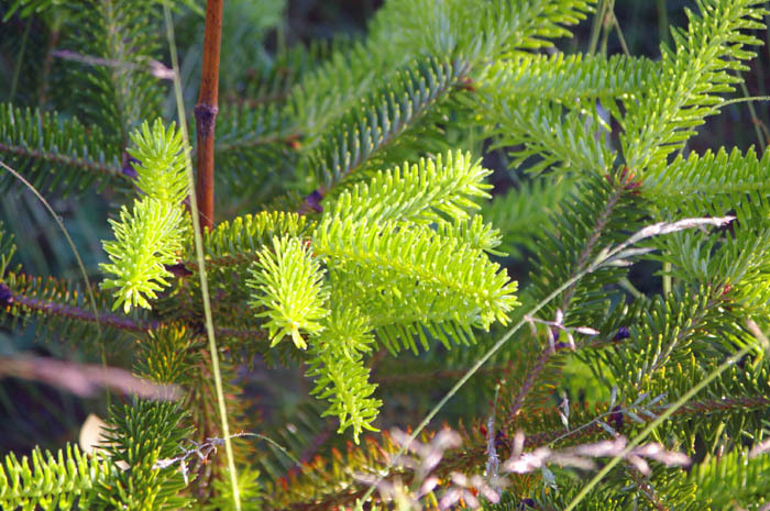 Abies numidica