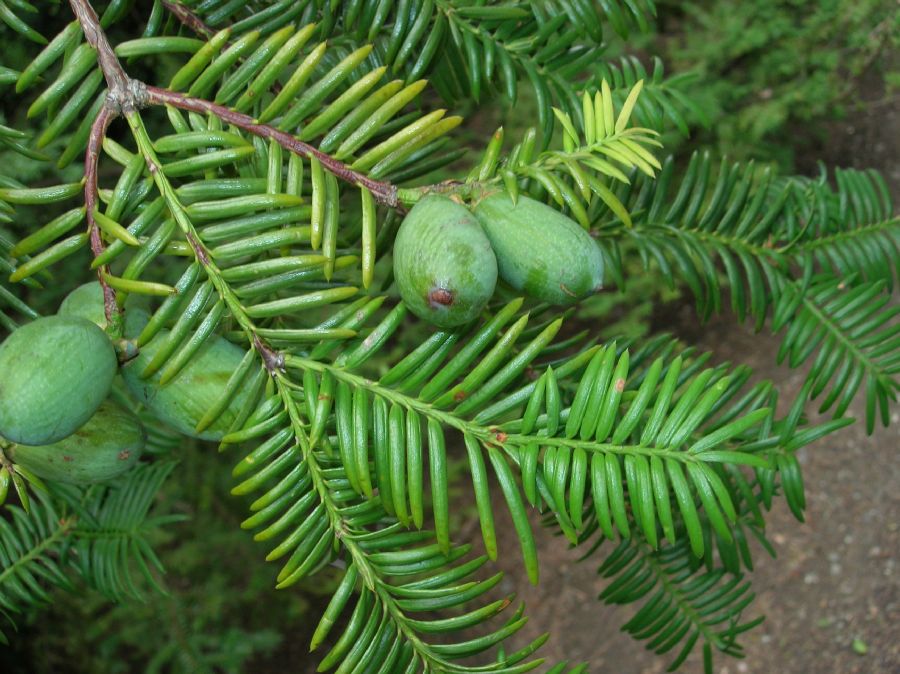 Torreya nucifera