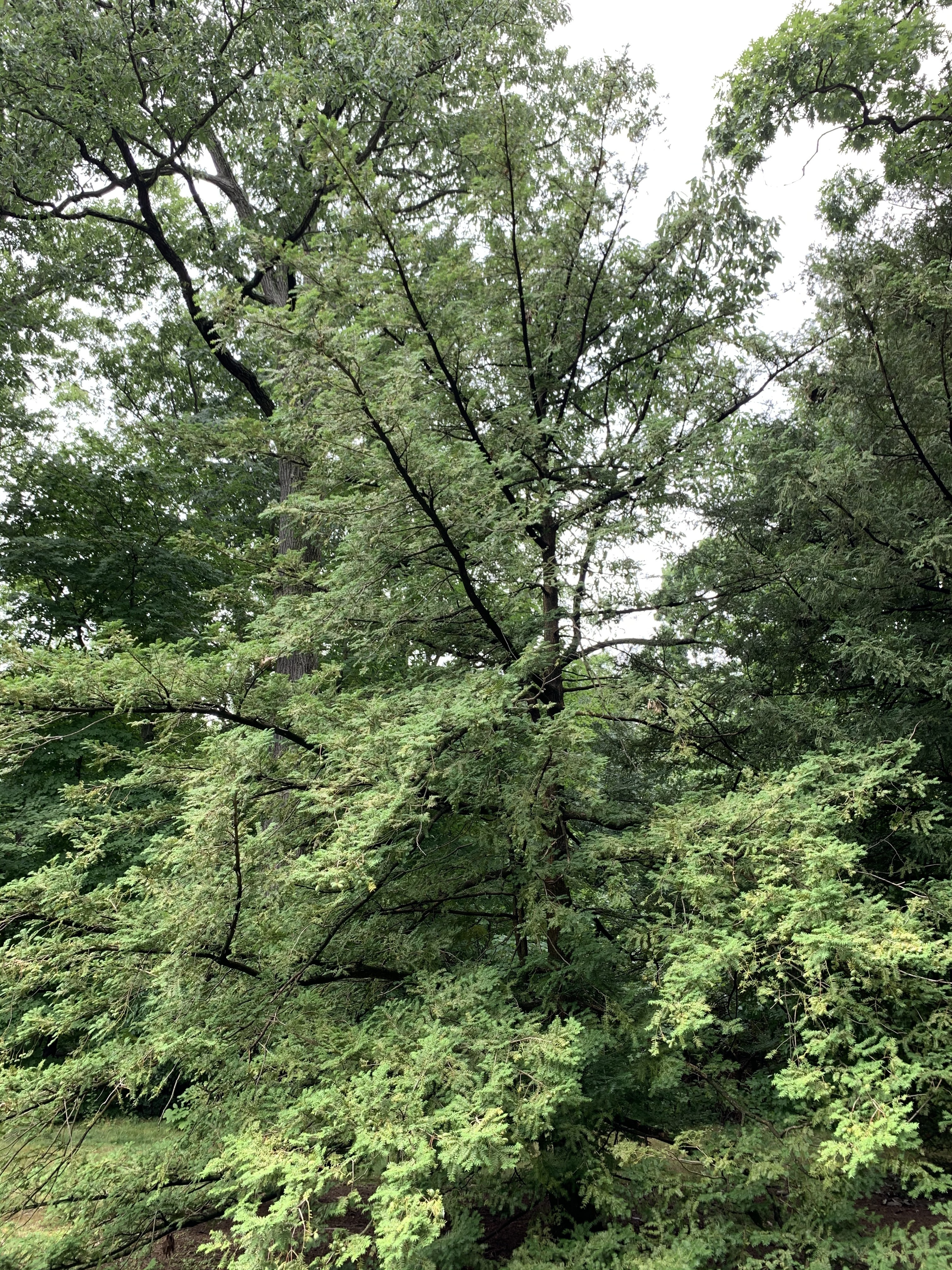 Torreya nucifera