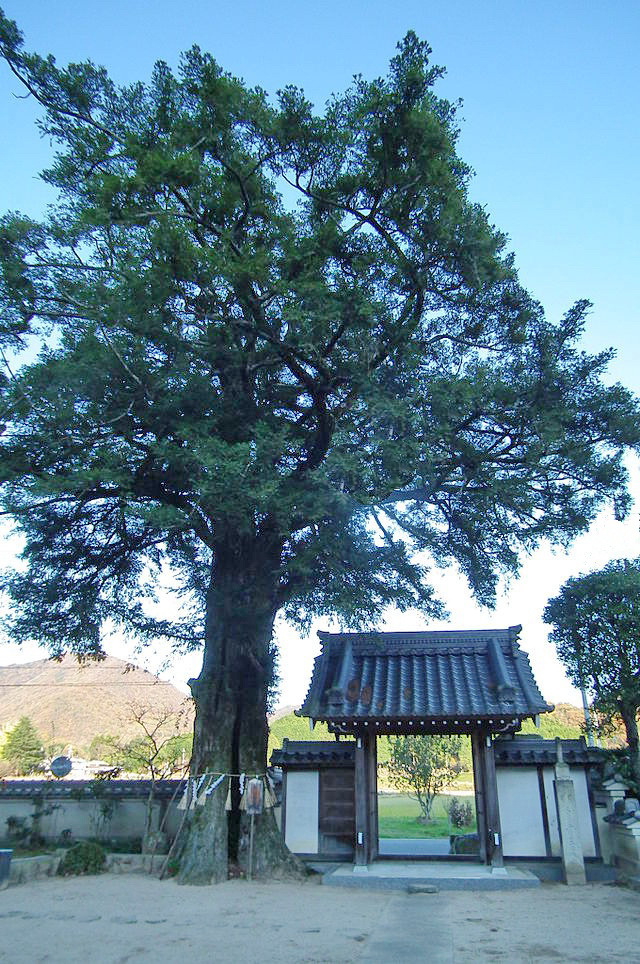 Torreya nucifera