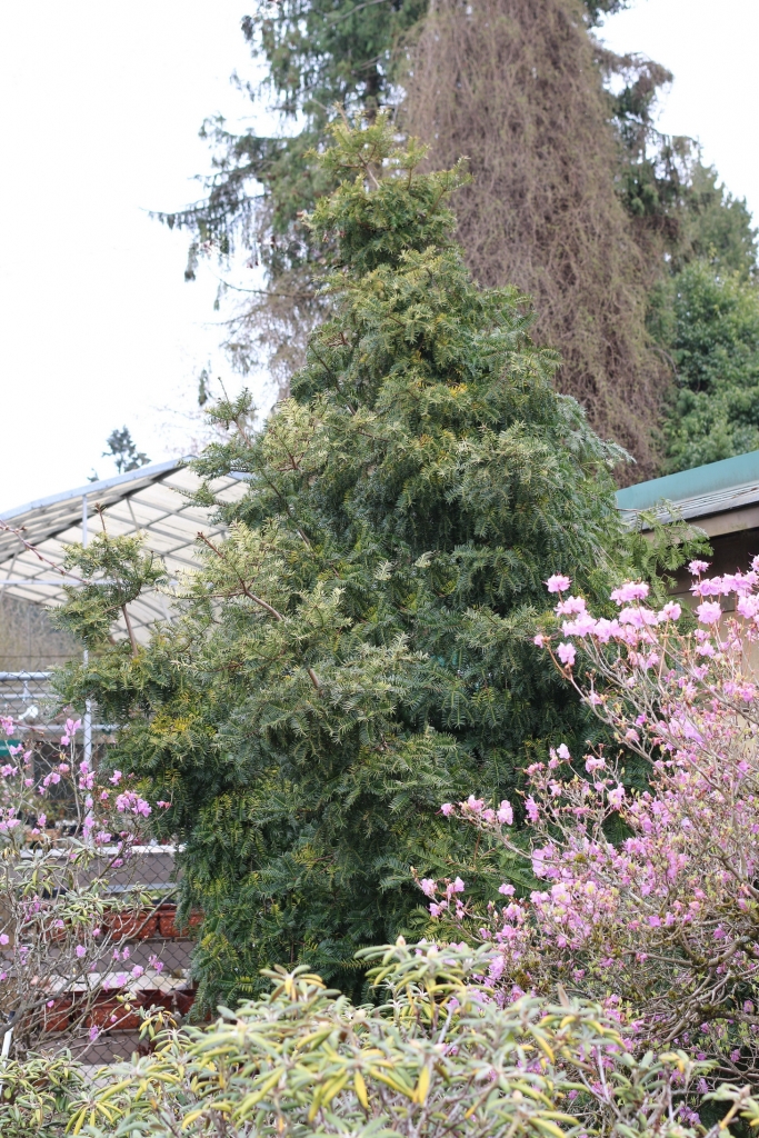 Torreya nucifera