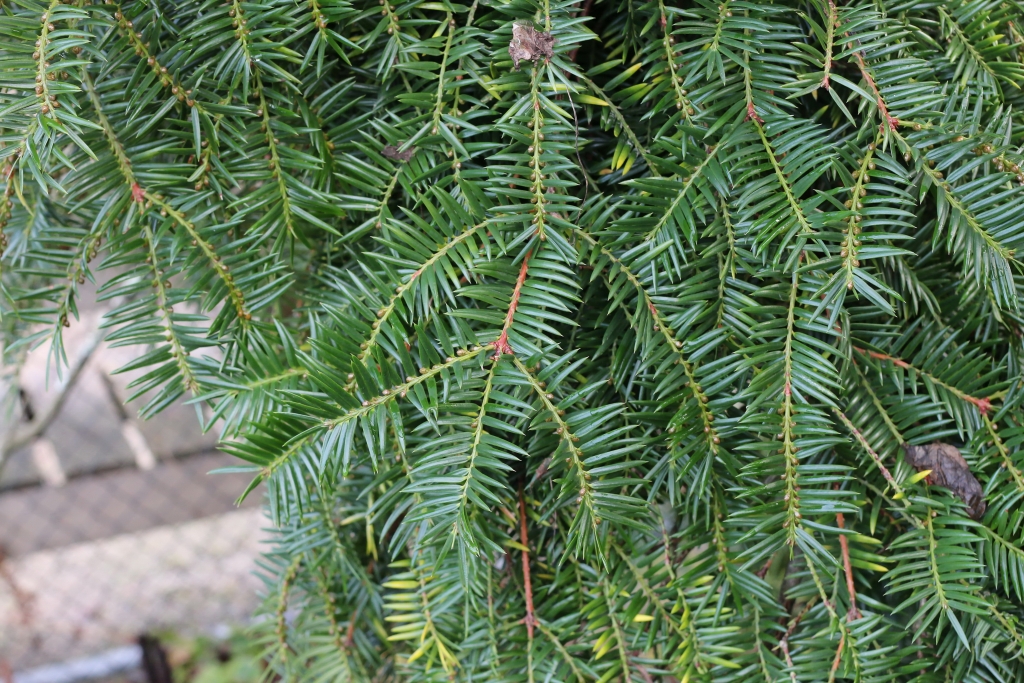 Torreya nucifera