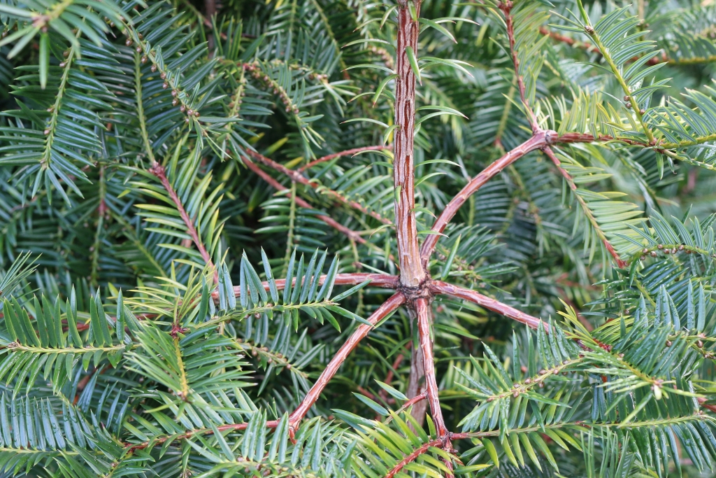 Torreya nucifera