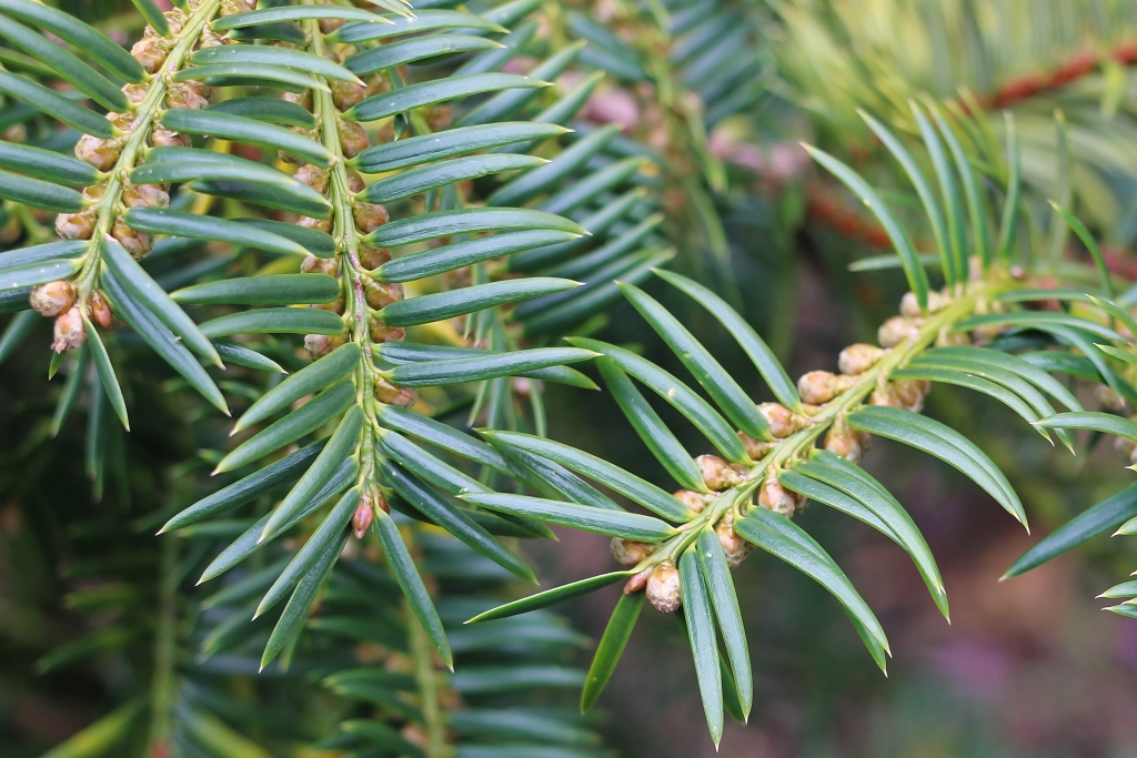 Torreya nucifera