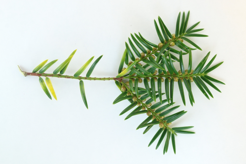 Torreya nucifera