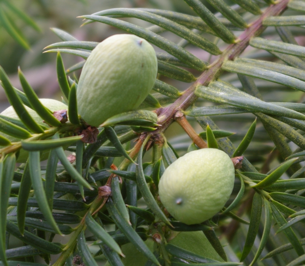 Torreya nucifera