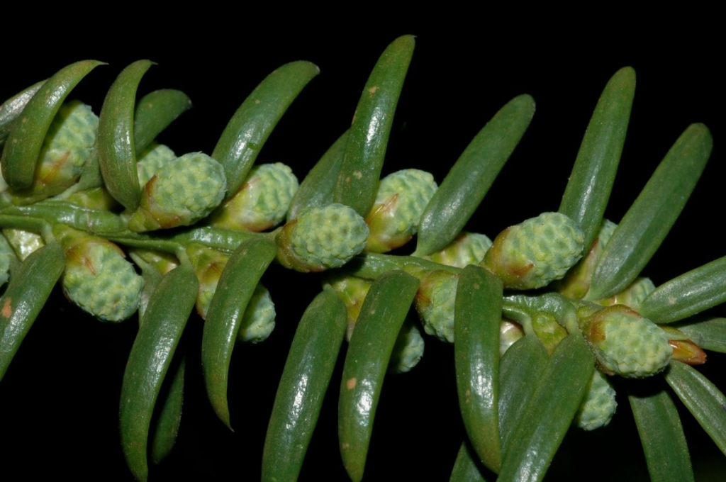 Torreya nucifera