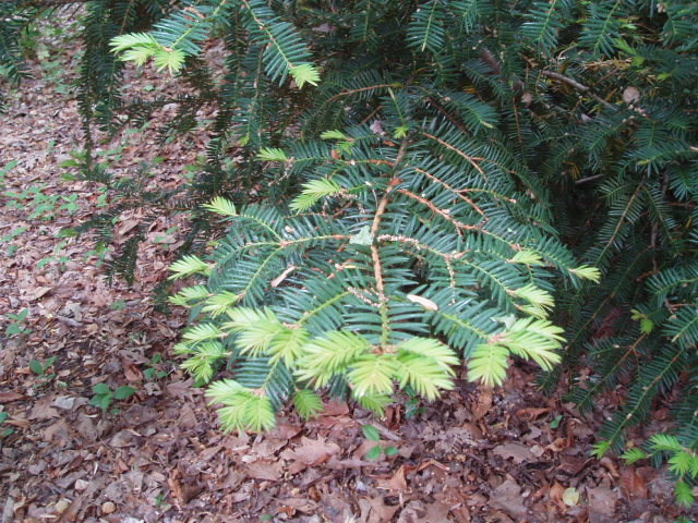 Torreya nucifera