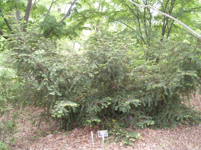 Torreya nucifera