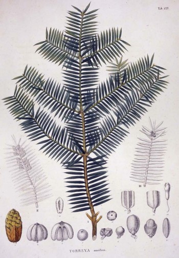 Torreya nucifera