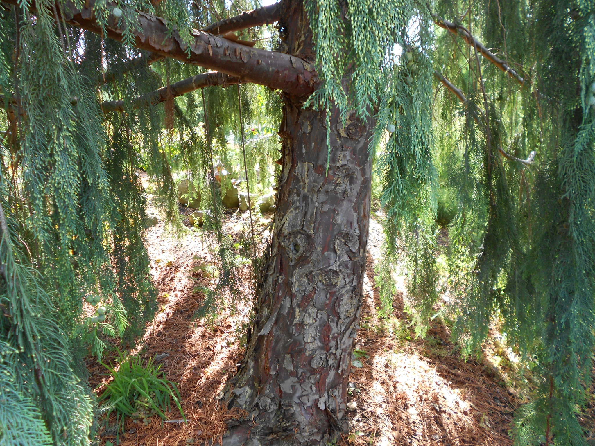 Cupressus × notabilis