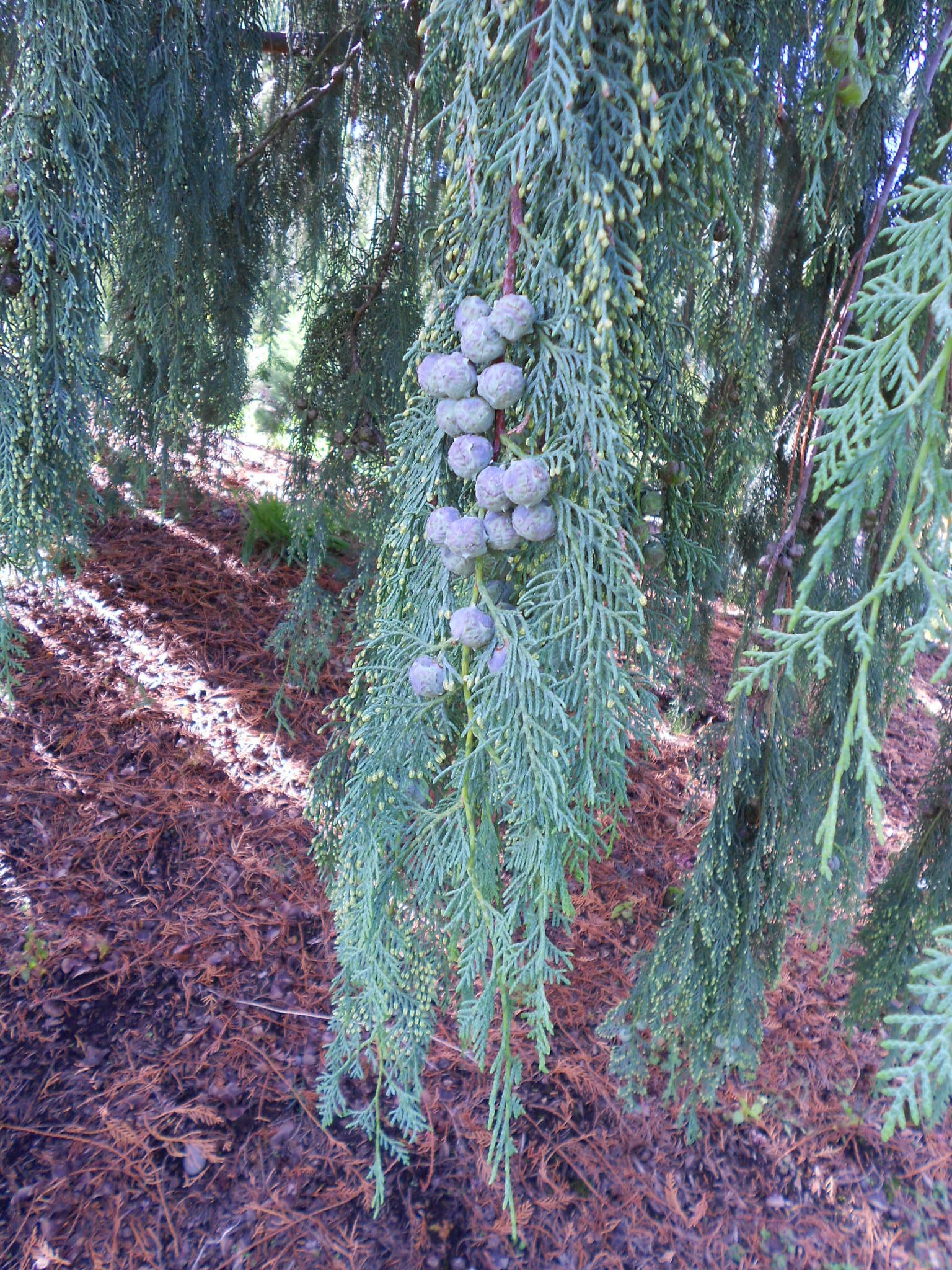 Cupressus × notabilis