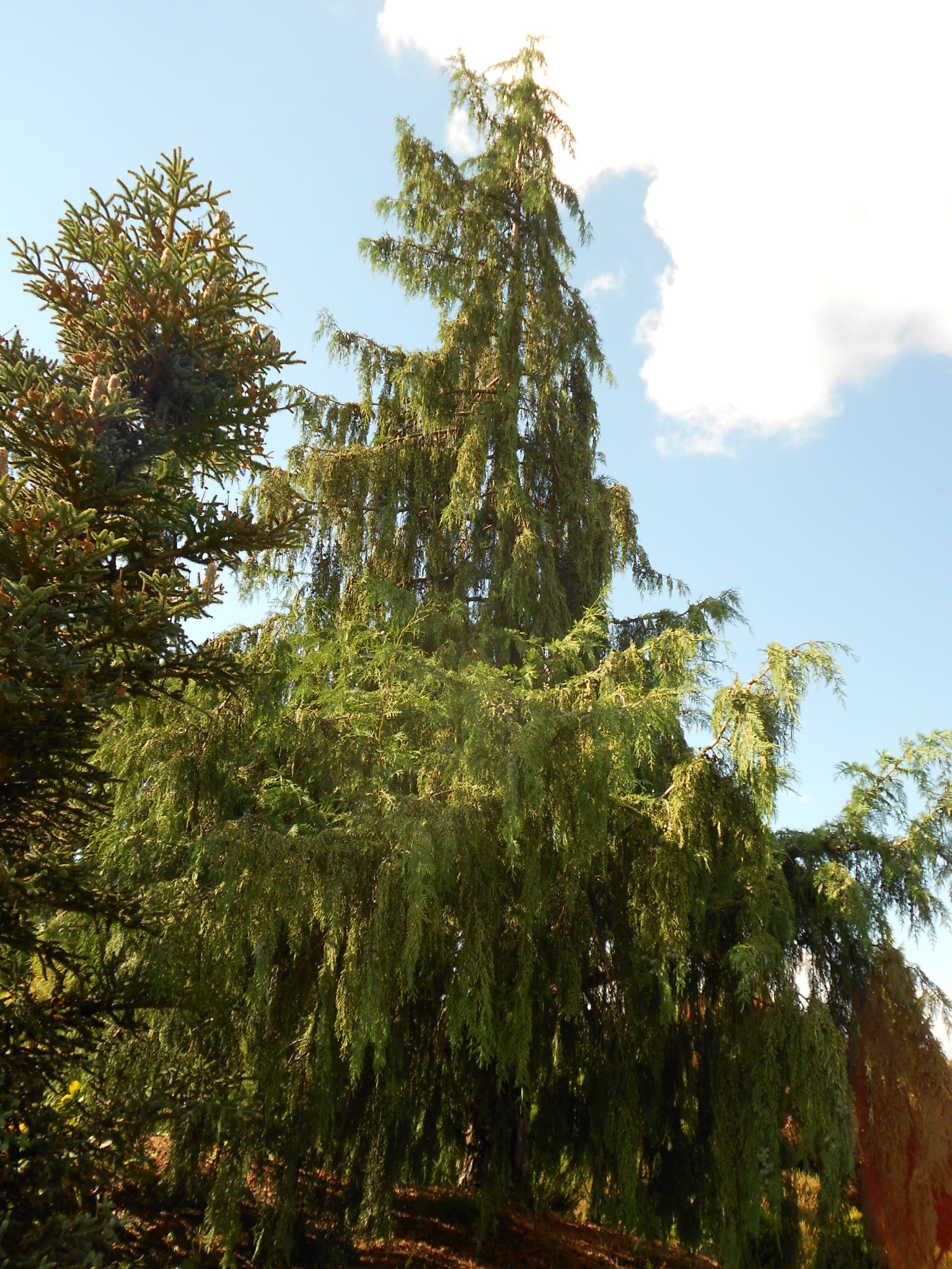 Cupressus × notabilis