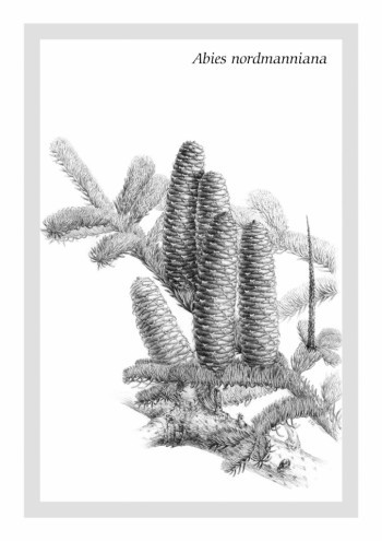 Abies nordmanniana