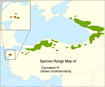 Abies nordmanniana