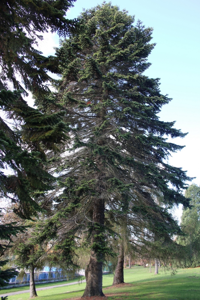 Abies nordmanniana