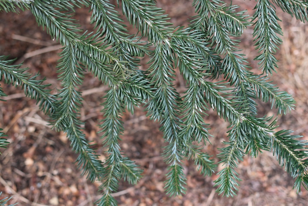 Abies nordmanniana