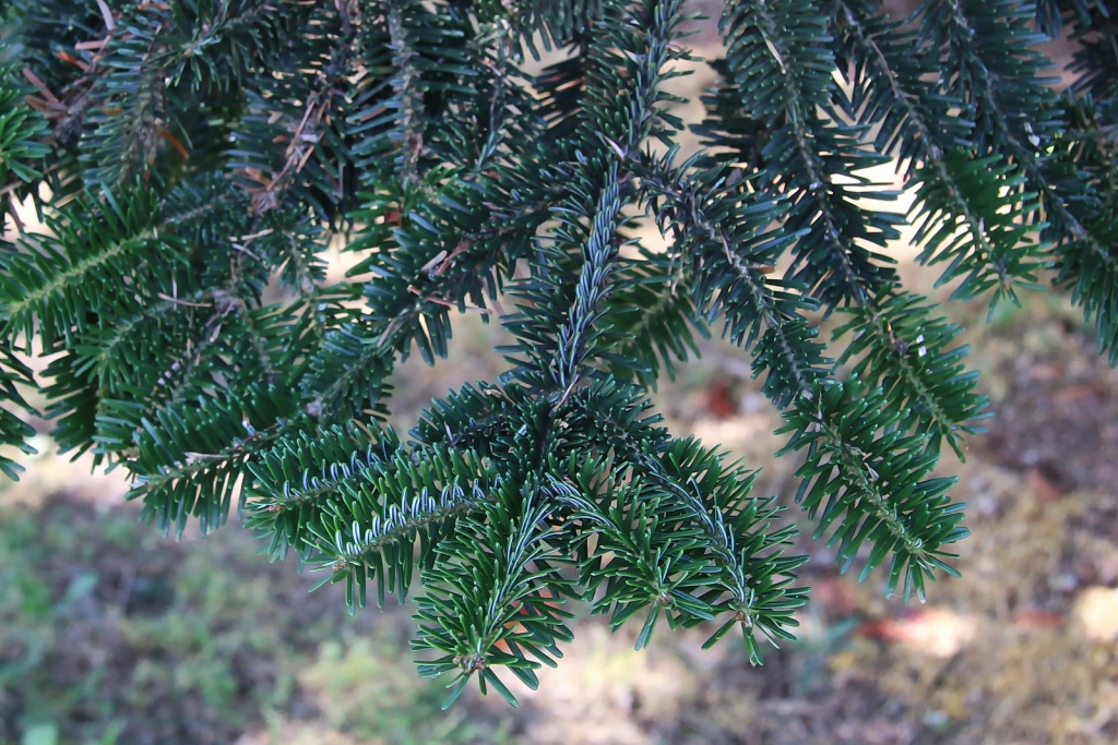 Abies nordmanniana