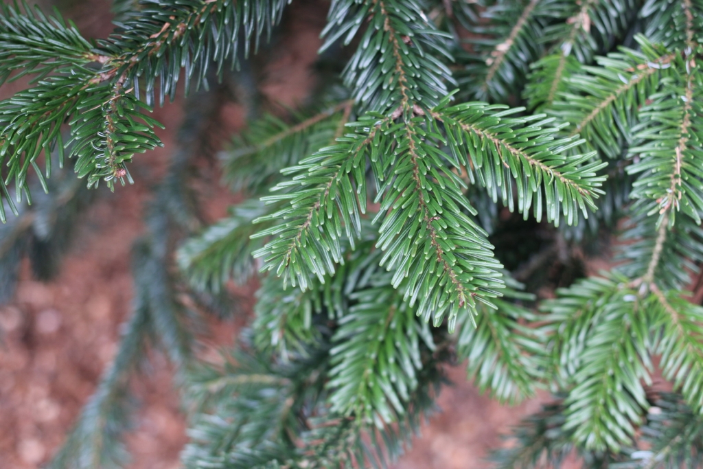 Abies nordmanniana