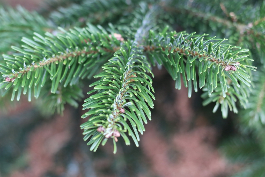 Abies nordmanniana