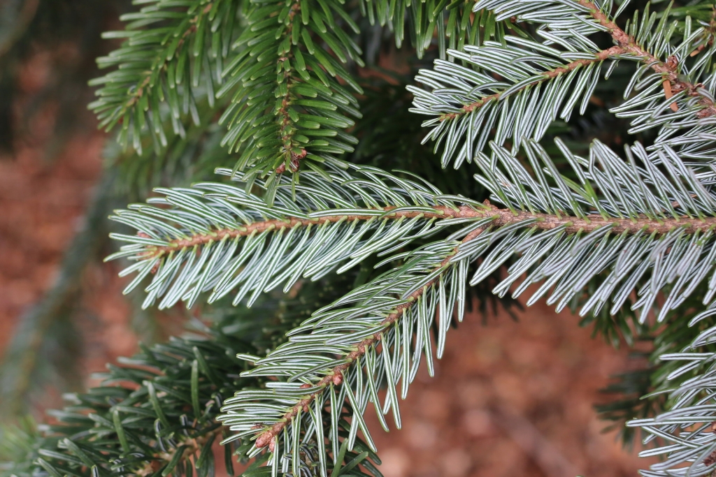 Abies nordmanniana