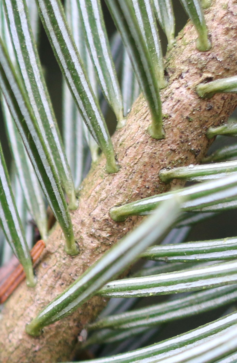 Abies nordmanniana