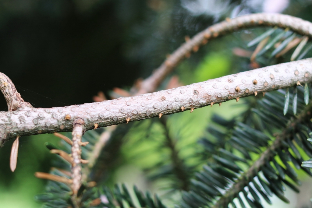 Abies nordmanniana