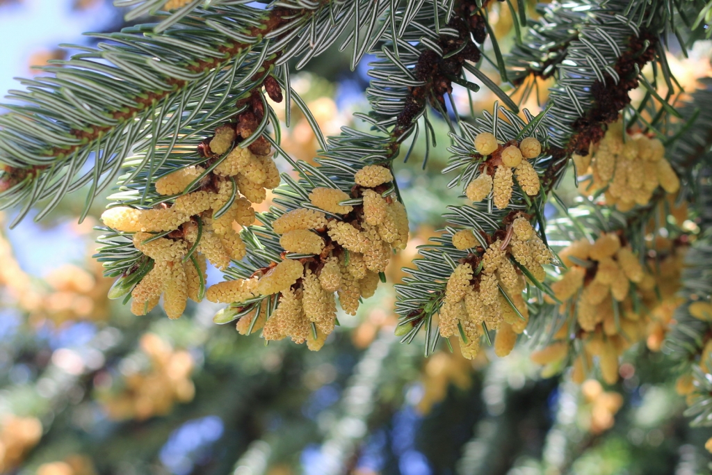 Abies nordmanniana