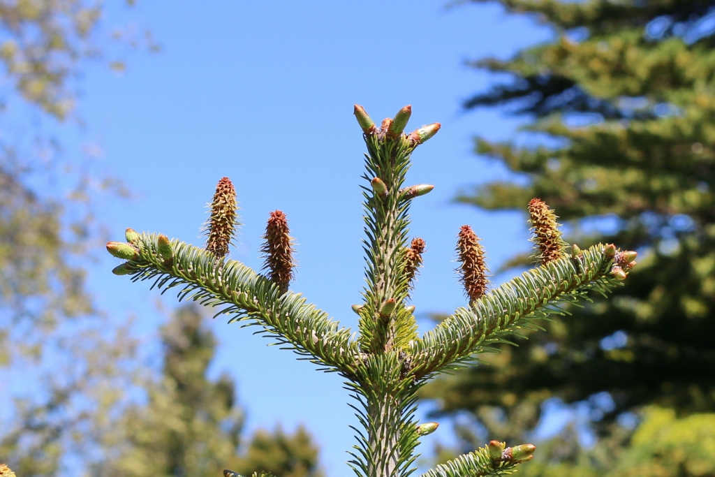 Abies nordmanniana