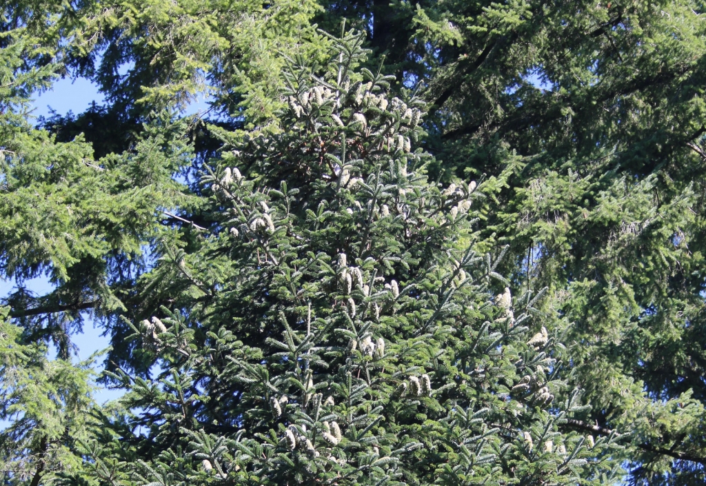 Abies nordmanniana