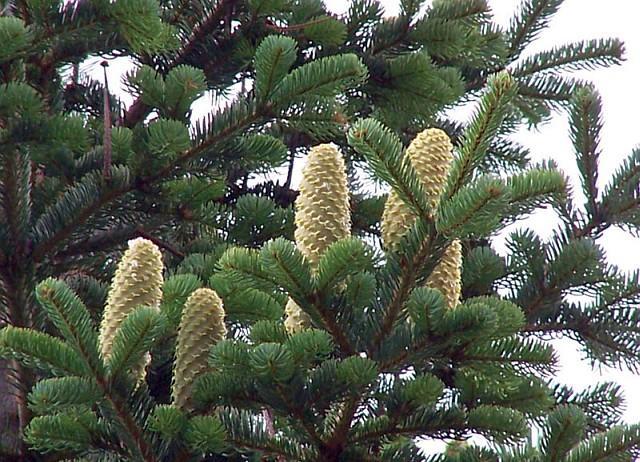 Abies nordmanniana