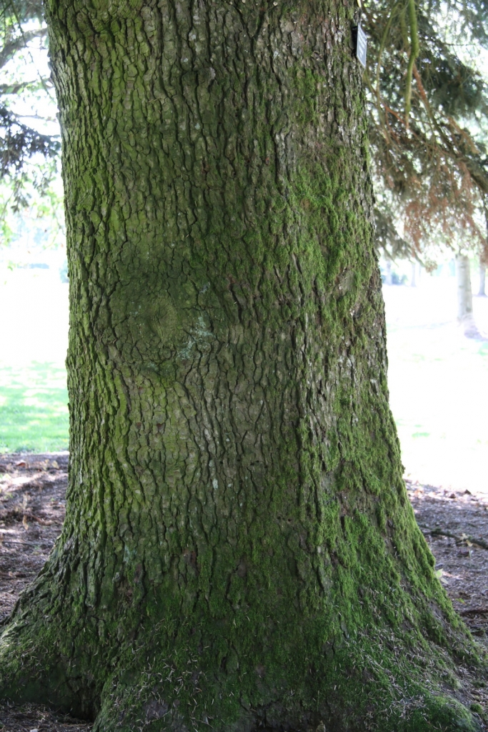 Abies nordmanniana