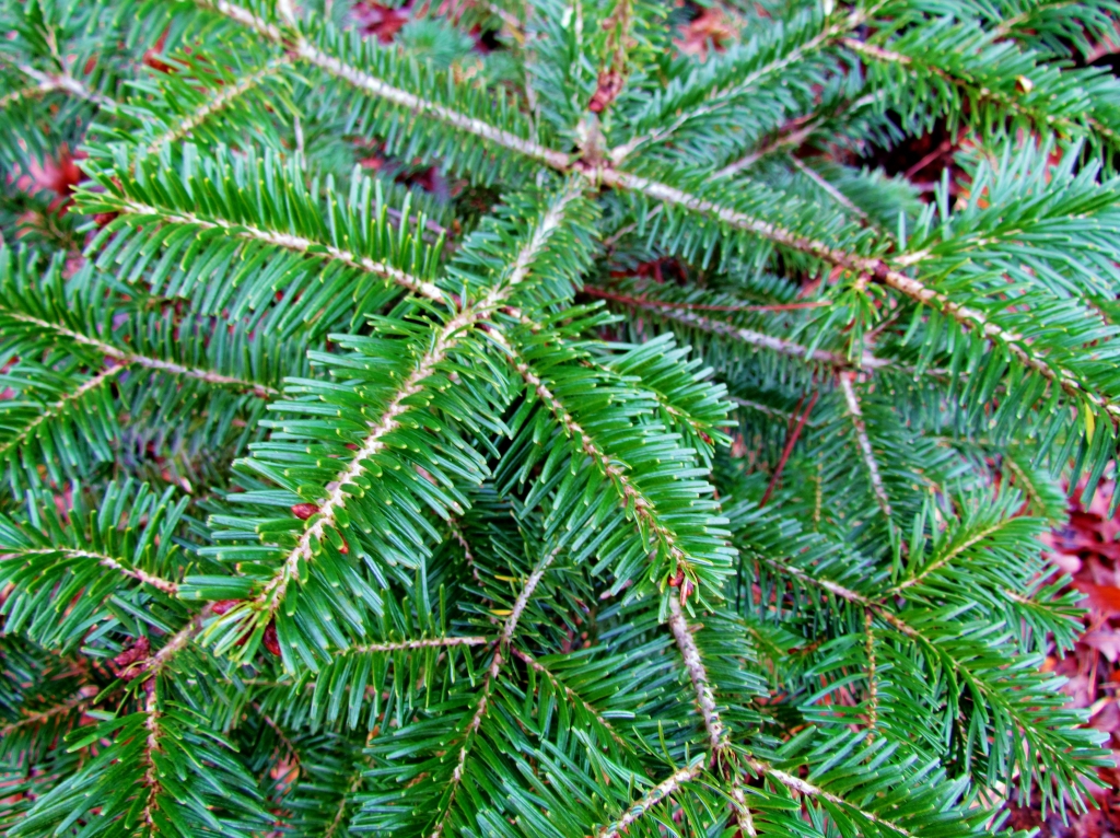 Abies nordmanniana