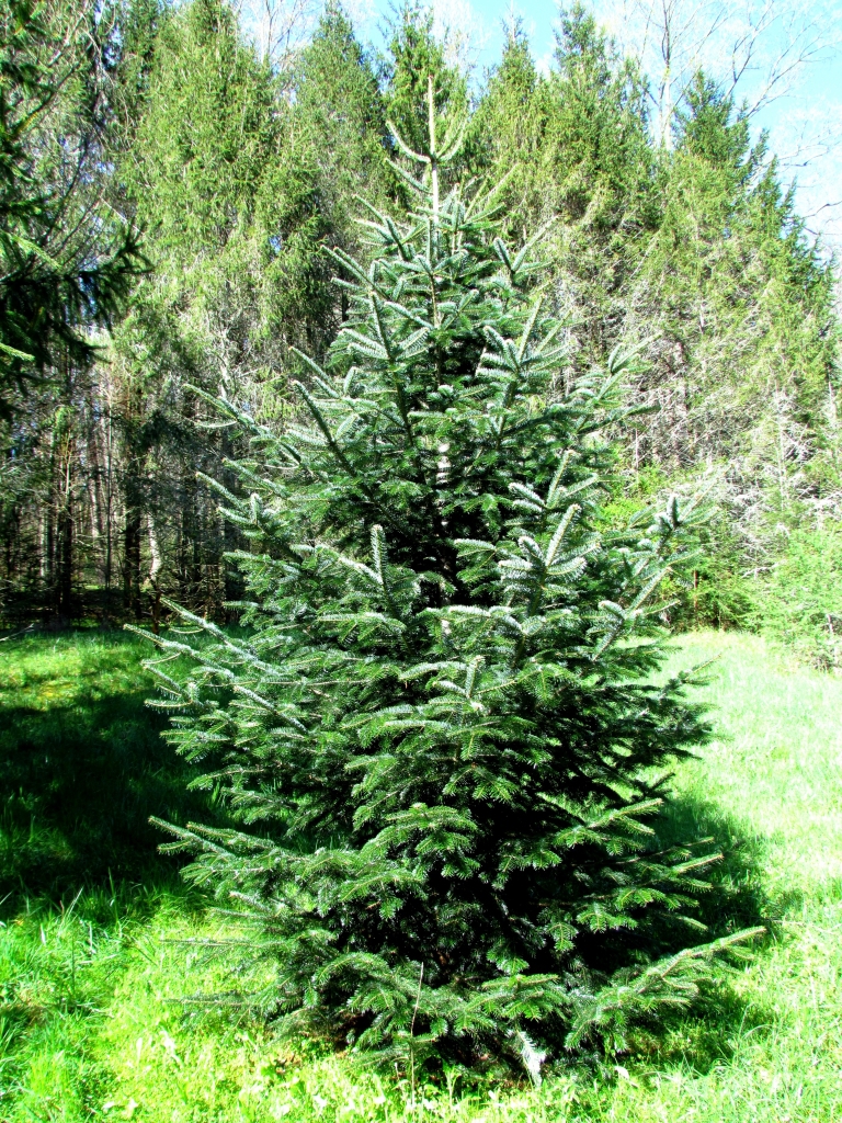 Abies nordmanniana