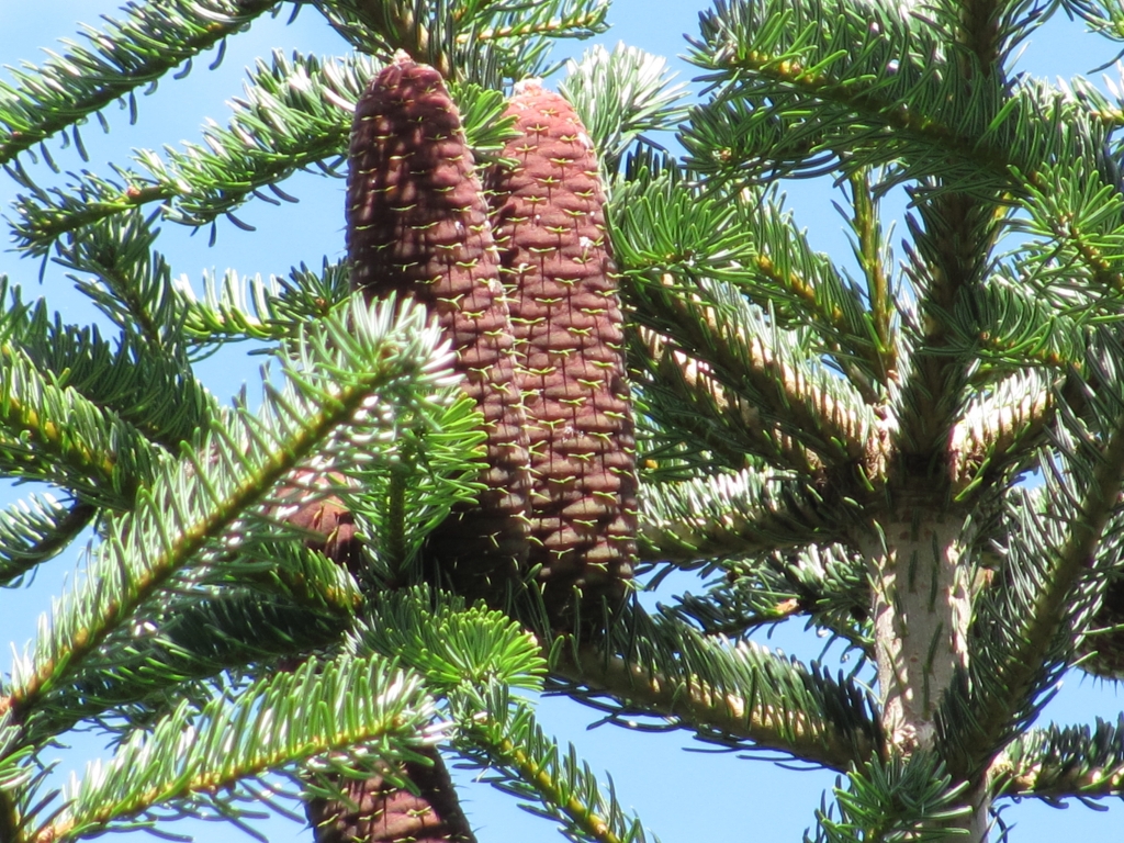 Abies nordmanniana