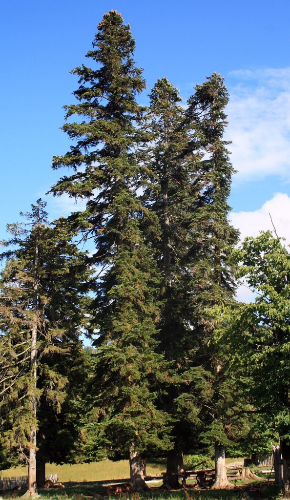 Abies nordmanniana