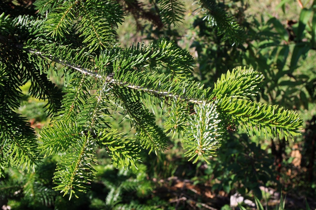 Abies nordmanniana