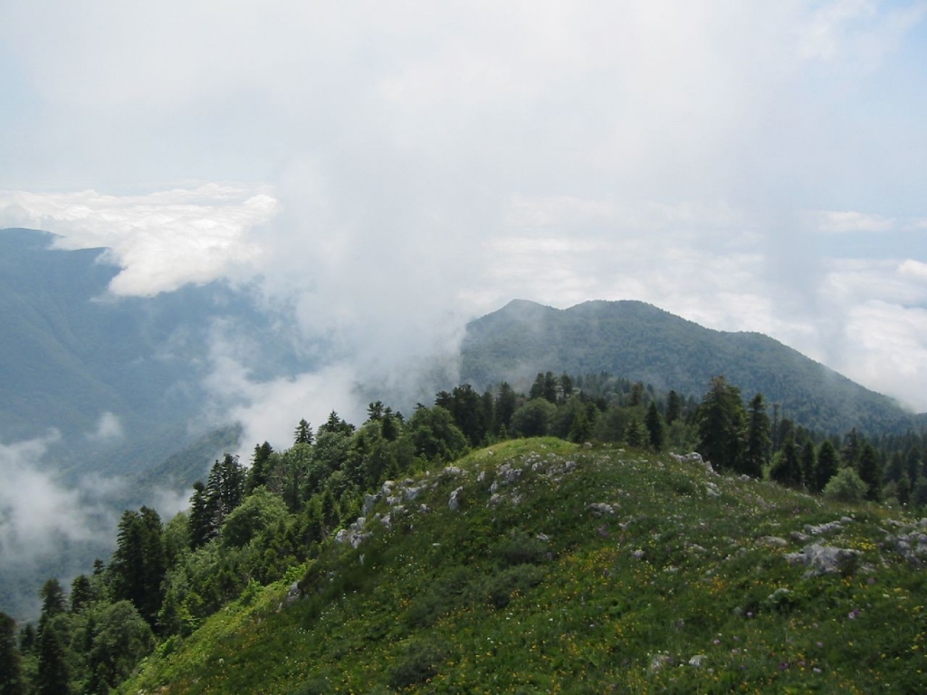 Abies nordmanniana