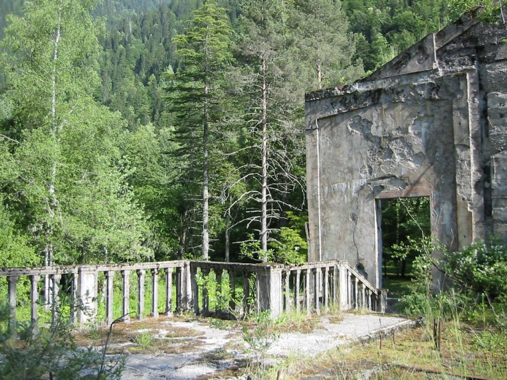 Abies nordmanniana