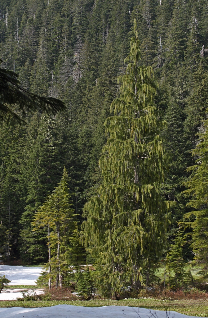 Cupressus nootkatensis