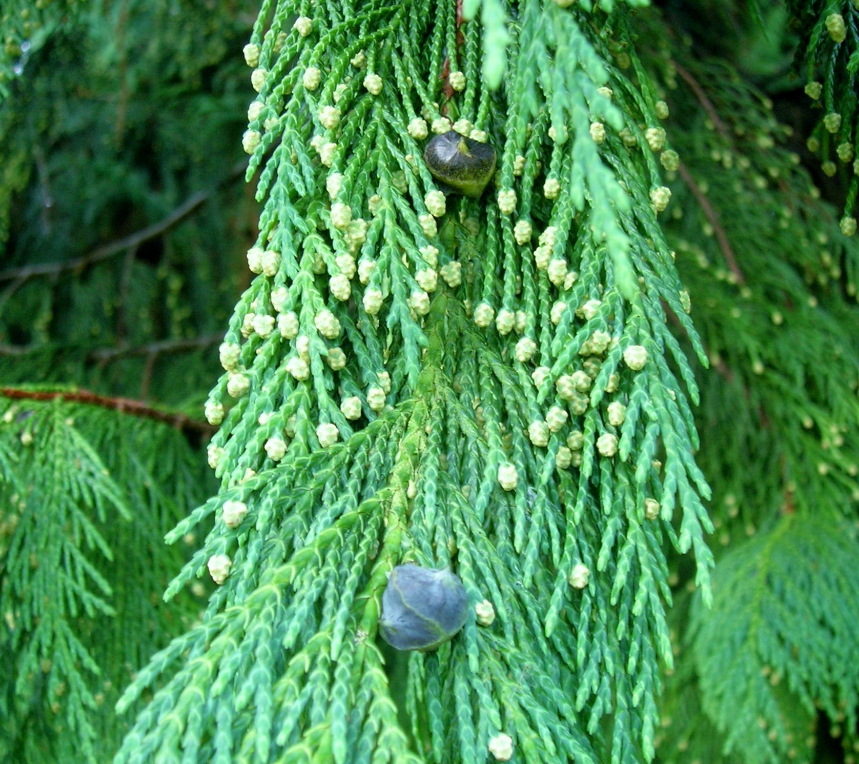 Cupressus nootkatensis