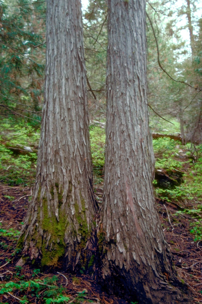 Cupressus nootkatensis