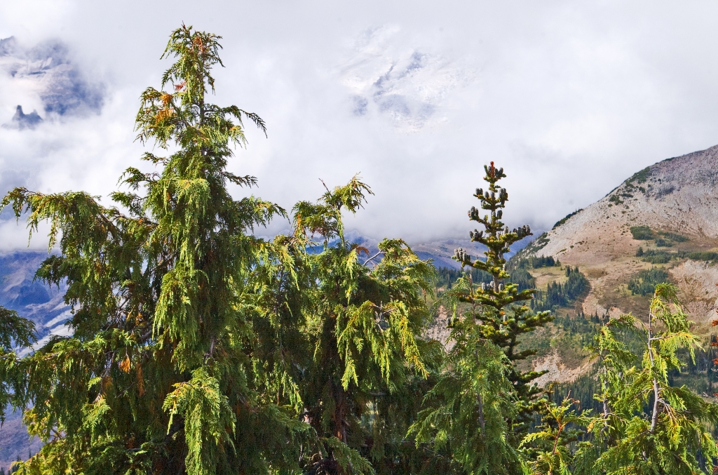 Cupressus nootkatensis