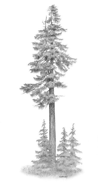 Cupressus nootkatensis